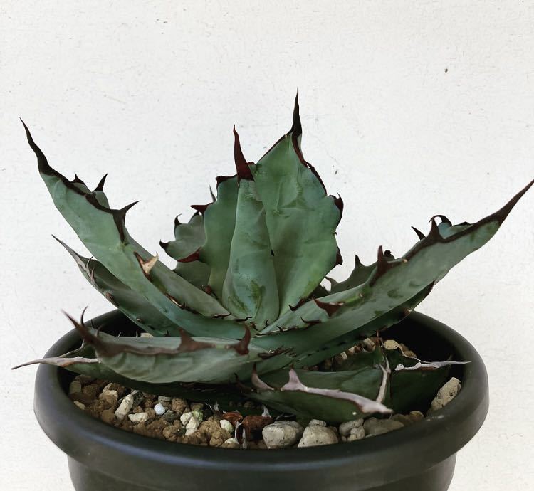 アガベ ハイブリッド チタノタ × コロラータ 子株 強棘 レア agave
