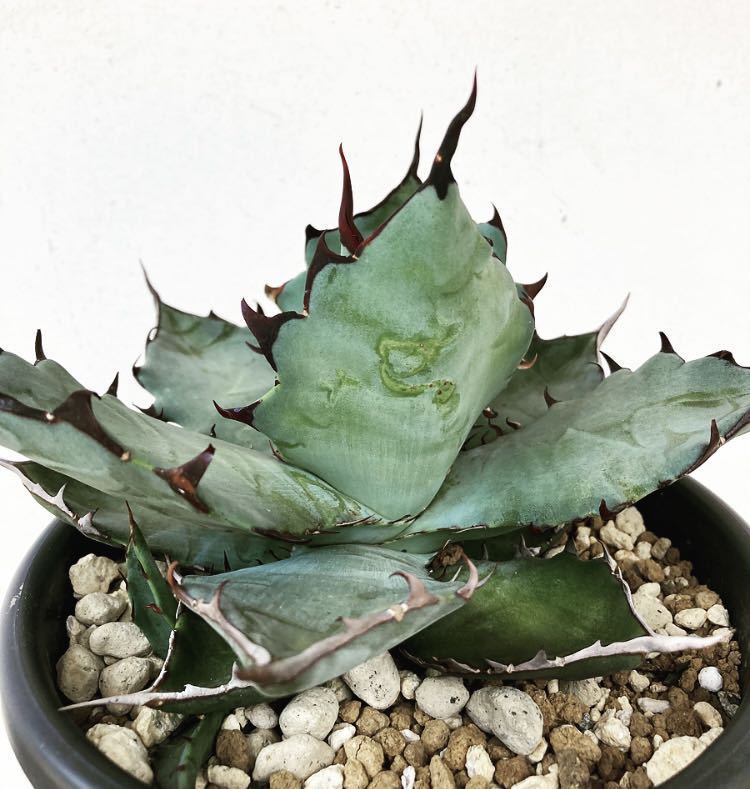 アガベ ハイブリッド チタノタ × コロラータ 子株 強棘 レア agave