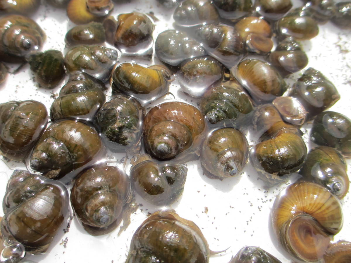 ヒメタニシ ４0個 ５個 格安 1番安い カワニナ カラス貝 タニシ コケ取り 自然採取 石巻貝 ジャンボ 大小 魚類 水生生物 売買されたオークション情報 Yahooの商品情報をアーカイブ公開 オークファン Aucfan Com
