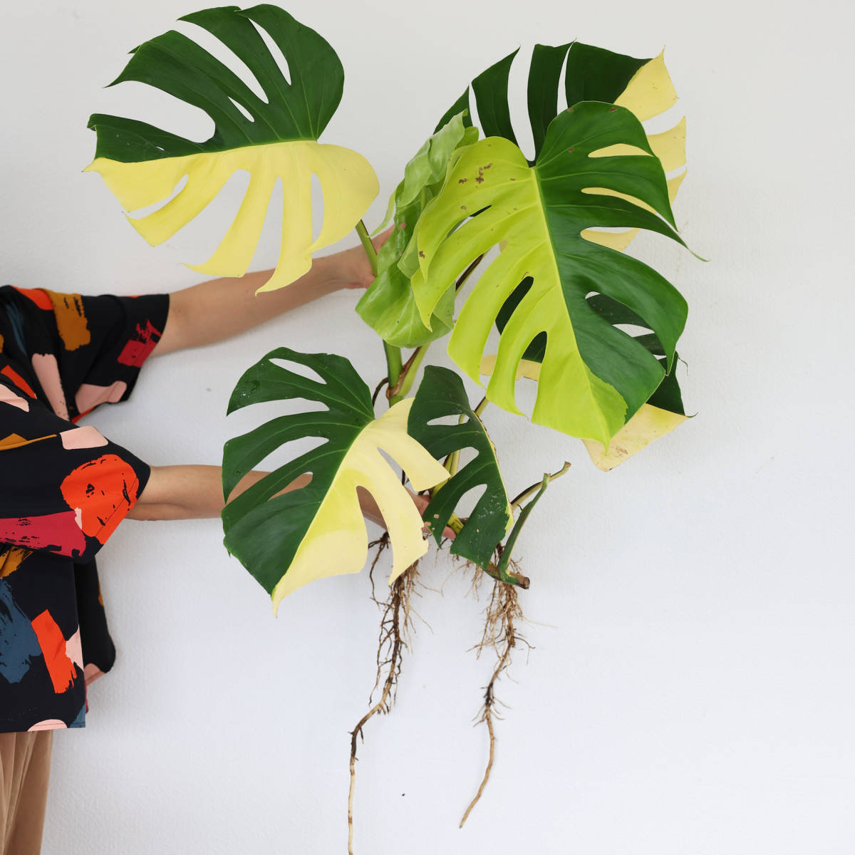 F*7様 斑入りモンステラボルシギアナオーレアハーフムーン黄斑4号鉢植え48cm 斑入りモンステラボルシギアナオーレア黄斑鉢植え発送