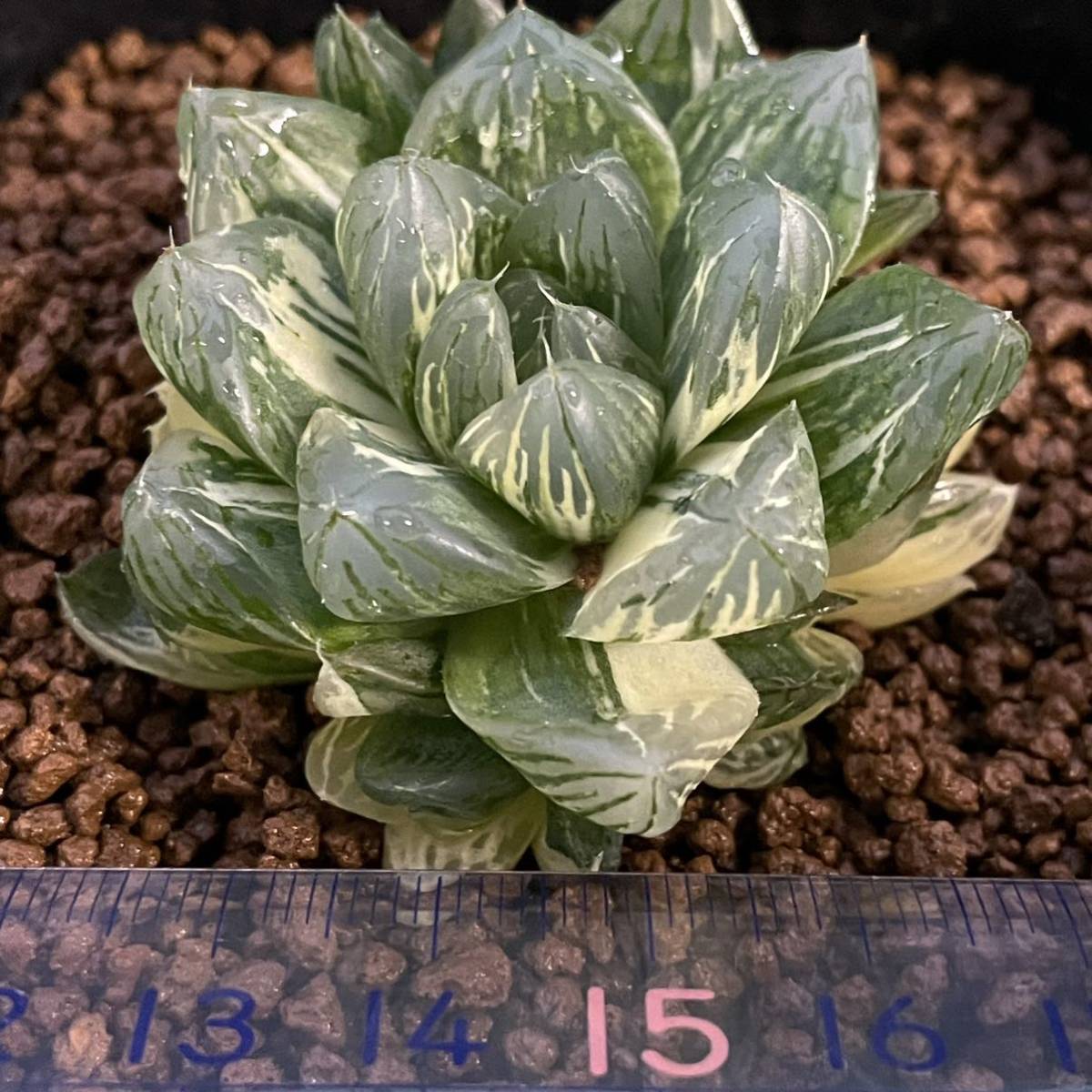 （≧∇≦）多肉植物　ハオルチア　オブツーサ錦　花火_2