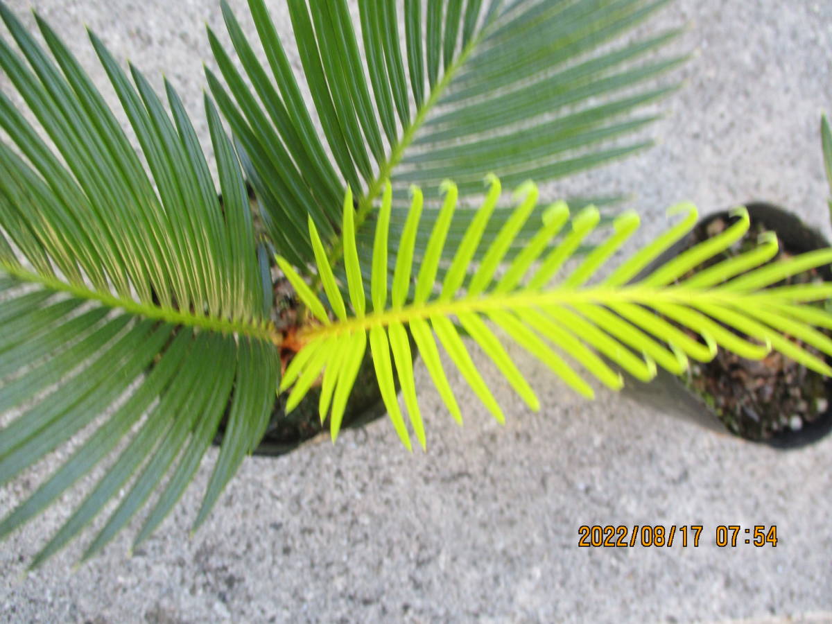 観葉植物 ソテツ - 「奄美大島ソテツ」観葉植物の落札相場 Yahoo 
