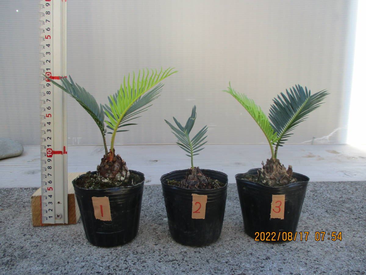 観葉植物 ソテツ - 「奄美大島ソテツ」観葉植物の落札相場 Yahoo 