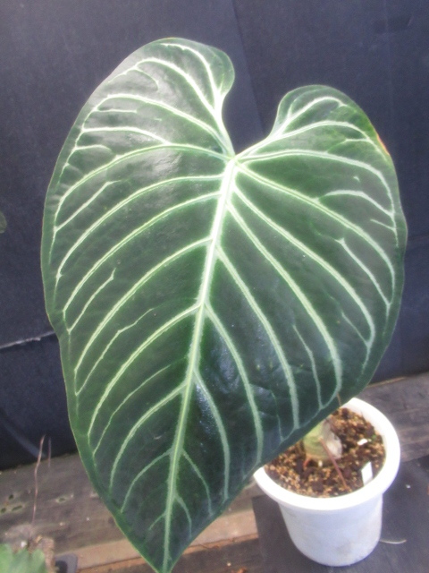 ＫＮ　アンスリューム(ベニウチワ属）　レガレ（ANTHURIUM REGALE）　　　1.6Ｍ以下