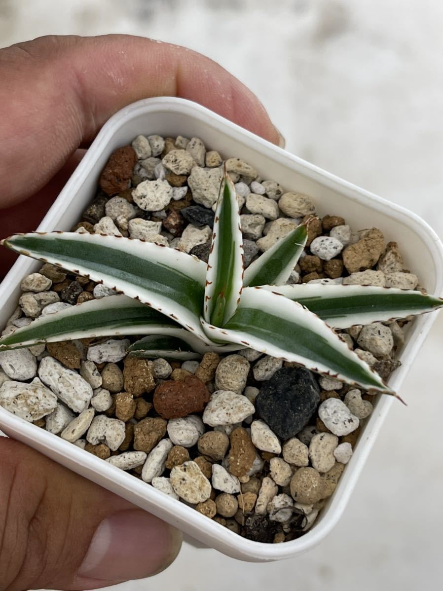 アガベ 笹の雪 多肉植物 | 極上株 氷山 特選 激レア！黄中斑