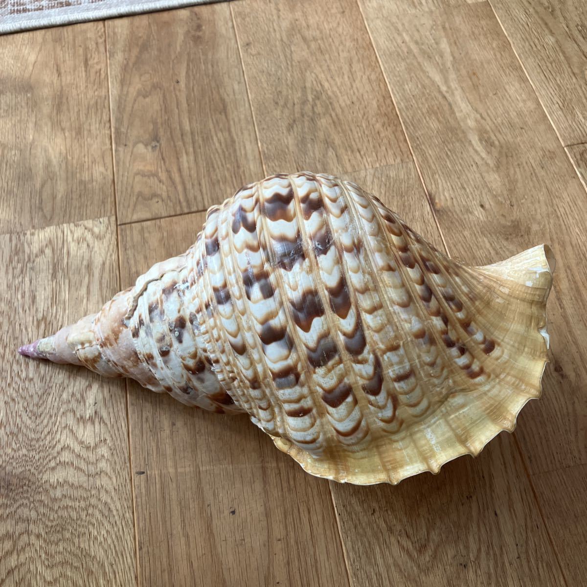 法螺貝 特大36センチ