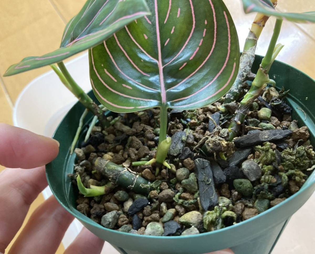 Aglaonema Rotundum rotundum - 極美株Aglaonema : aqu@raceae 日本 