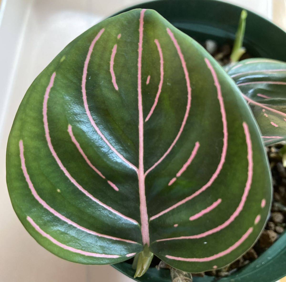 Aglaonema Rotundum rotundum - 極美株Aglaonema : aqu@raceae 日本 