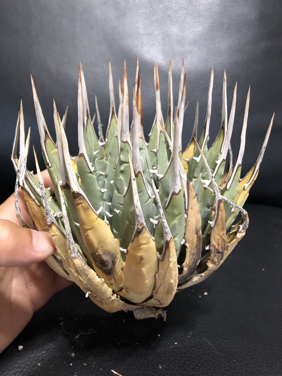 23 Agave アガベ ユタエンシスエボリスピナ 【公式通販】