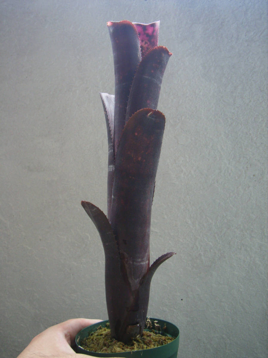 ビルベルギア インセンディアリーデライト Billbergia Incendiary
