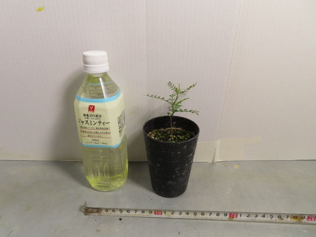 タ084 「実生株」オペルクリカリア パキプス 2年株【種から発芽！・発