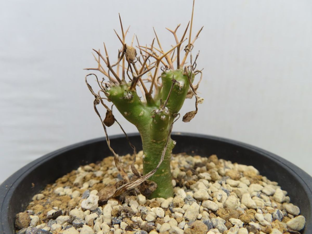 カ7128 「現地」アデニア オバタ 植え【発芽開始・未発根・塊根植物