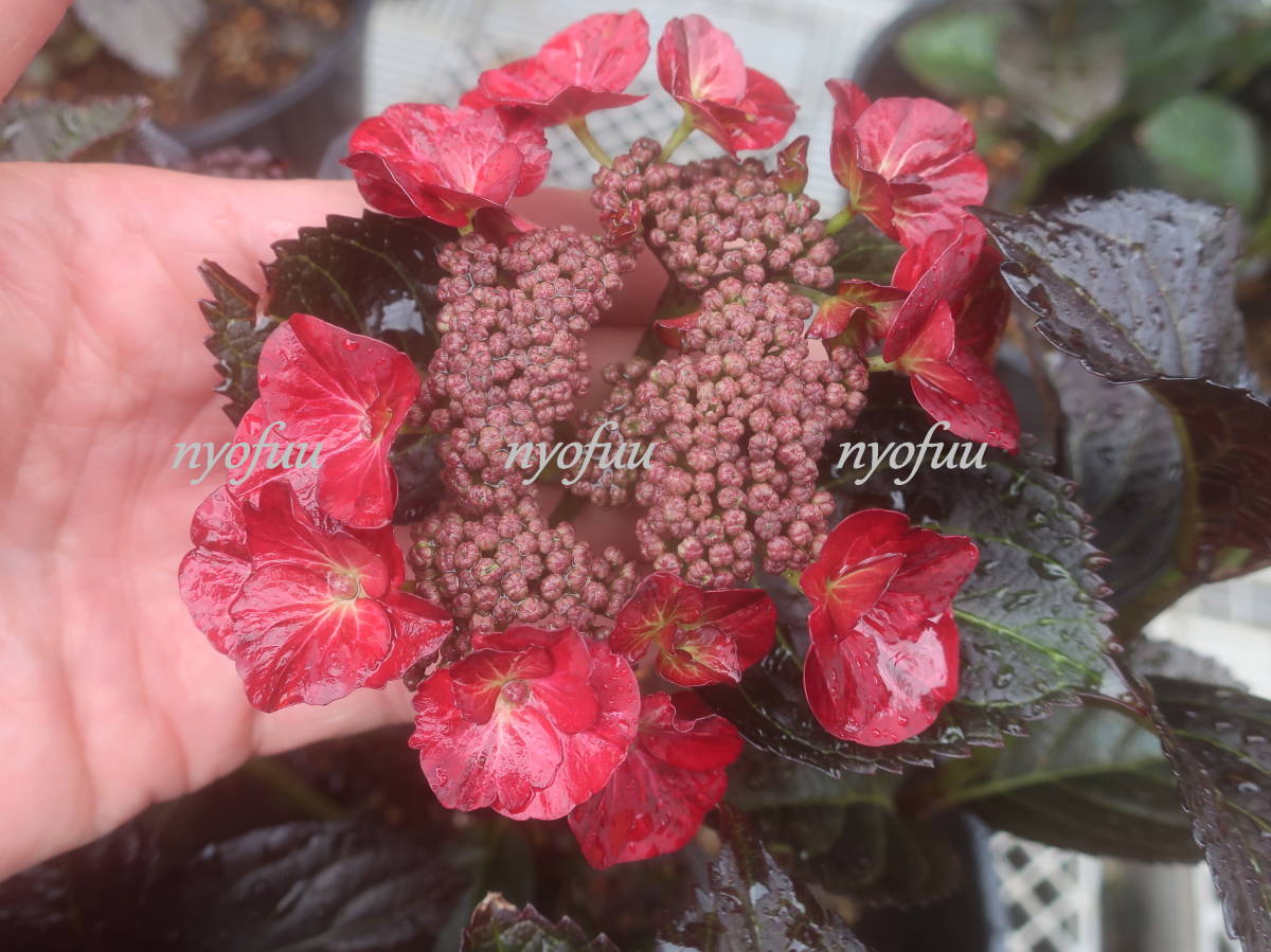 来年用 日本初登場 圧巻の黒さ 銅葉 ハイドランジア アフターミッドナイト 赤花 アジサイ ブラックダイヤモンド 耐寒 紫陽花 あじさい その他 売買されたオークション情報 Yahooの商品情報をアーカイブ公開 オークファン Aucfan Com