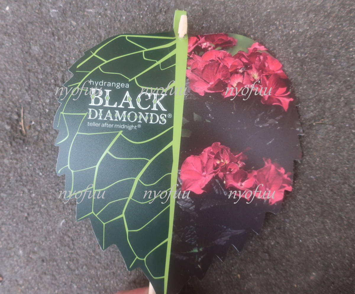 来年用 日本初登場 圧巻の黒さ 銅葉 ハイドランジア アフターミッドナイト 赤花 アジサイ ブラックダイヤモンド 耐寒 紫陽花 あじさい その他 売買されたオークション情報 Yahooの商品情報をアーカイブ公開 オークファン Aucfan Com