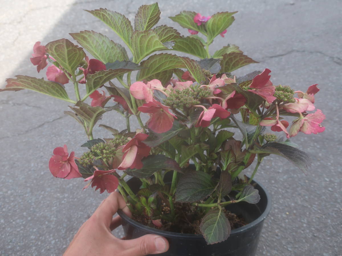 来年用 日本初登場 圧巻の黒さ 銅葉 ハイドランジア アフターミッドナイト 赤花 アジサイ ブラックダイヤモンド 耐寒 紫陽花 あじさい その他 売買されたオークション情報 Yahooの商品情報をアーカイブ公開 オークファン Aucfan Com