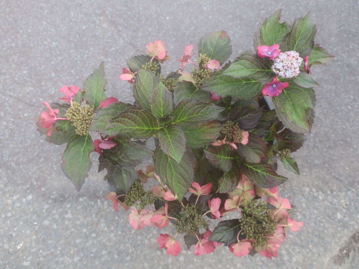 来年用 日本初登場 圧巻の黒さ 銅葉 ハイドランジア アフターミッドナイト 赤花 アジサイ ブラックダイヤモンド 耐寒 紫陽花 あじさい その他 売買されたオークション情報 Yahooの商品情報をアーカイブ公開 オークファン Aucfan Com