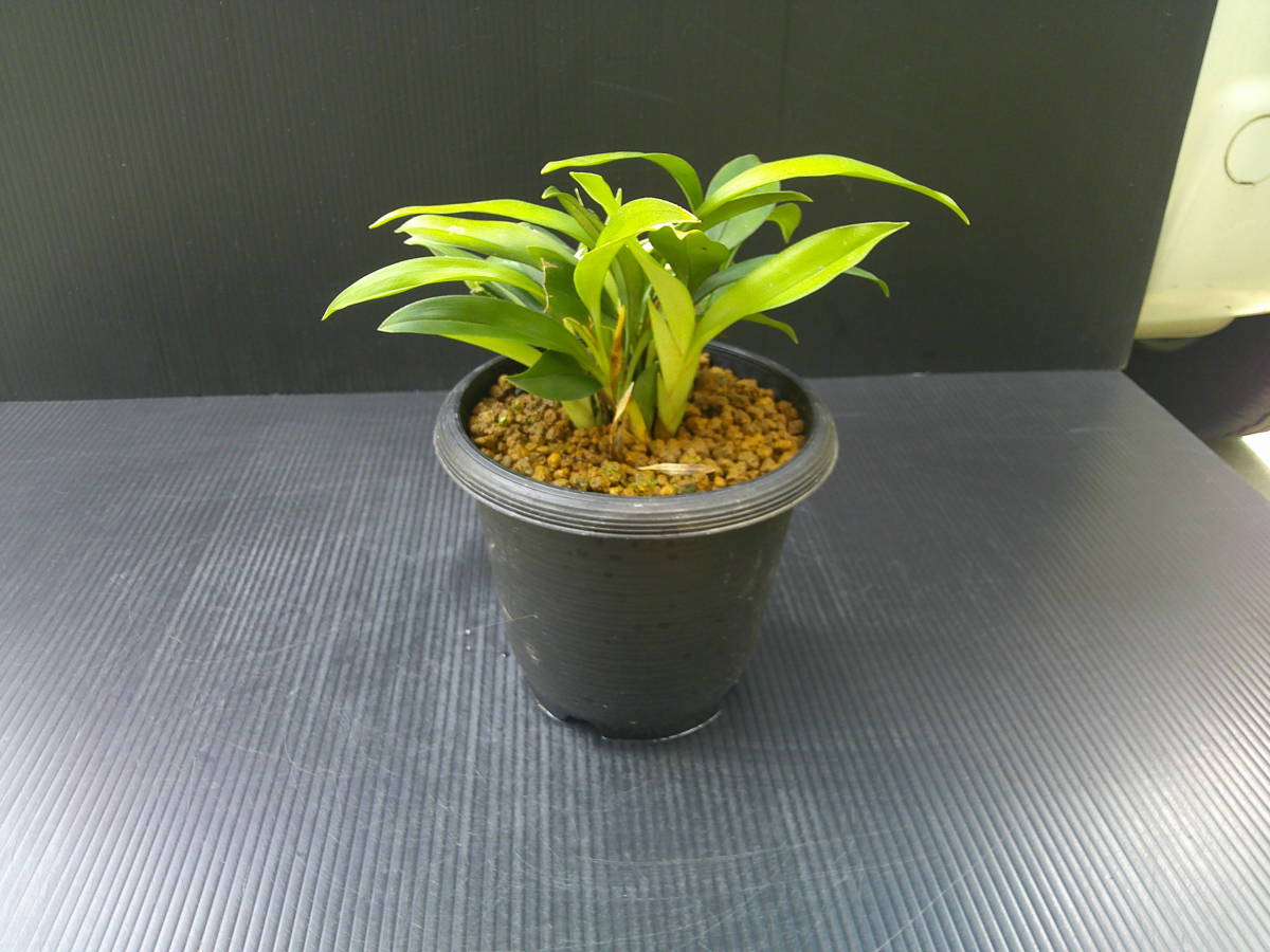 ☆山野草 着生蘭☆珍品 フウラン、ナゴランセット 最高品 ☆山野草 着生蘭☆珍品 フウラン、ナゴランセット 最高品
