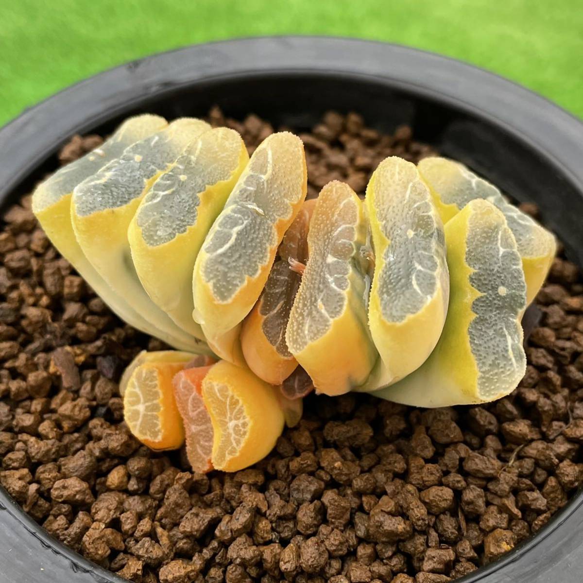 84e 多肉植物 ハオルチア 実生玉扇錦糊斑 自家繁殖 鉢植え発送 84e