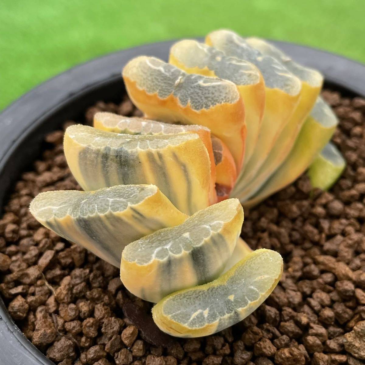 56e 多肉植物 ハオルチア 大縄玉扇錦糊斑 自家繁殖 鉢植え発送 56e
