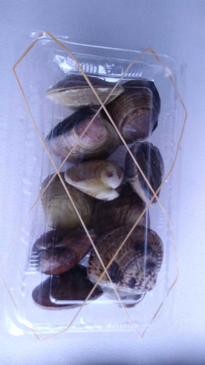 ロシア 6 国産 活はまぐり 大 ６ｋｇ 鮮度抜群 同梱無制限 貝類 Daisenkaku Or Jp