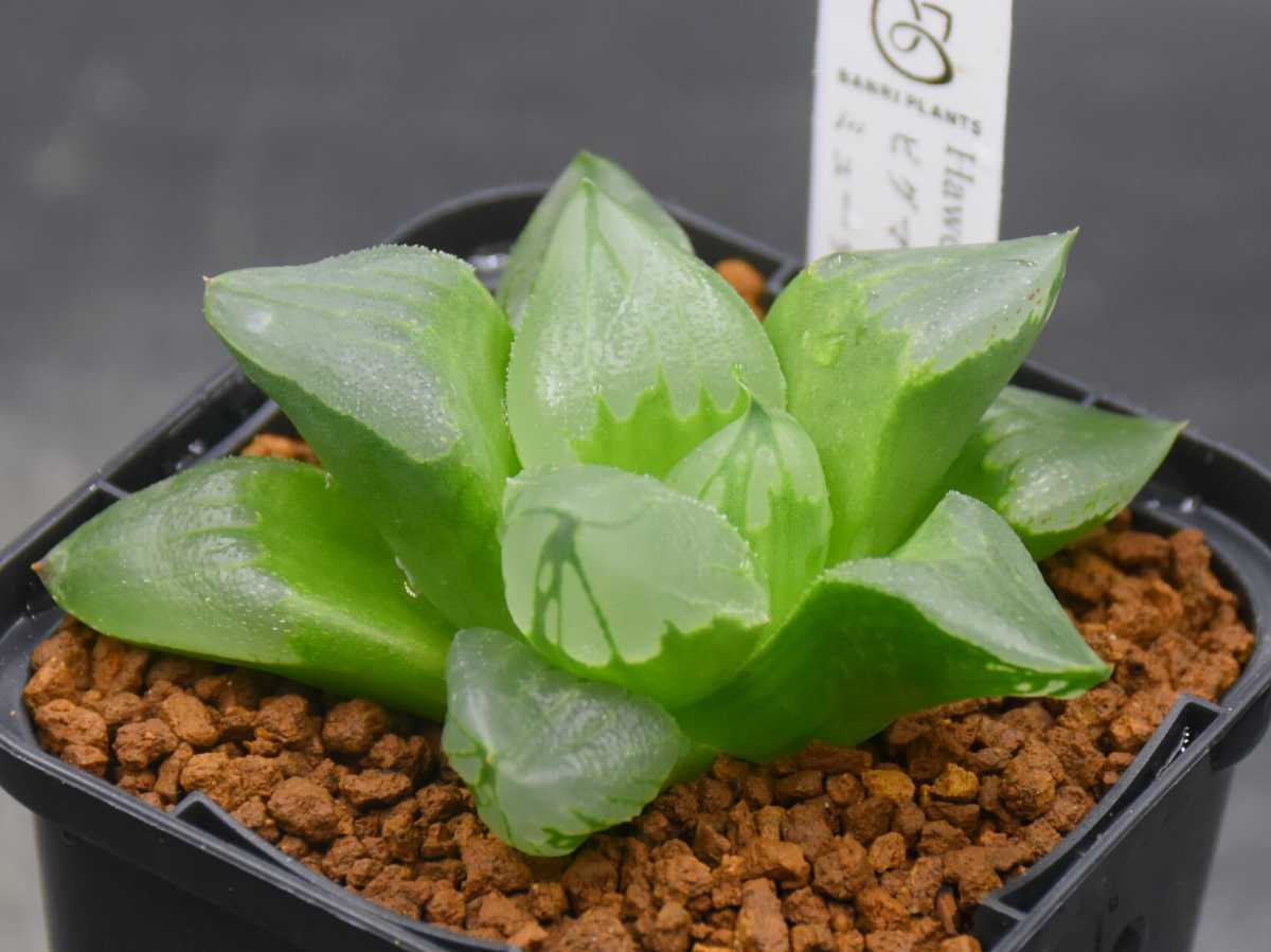 ハオルチア mocono_plants ピグマエアミュータント実生 (B01) 園芸