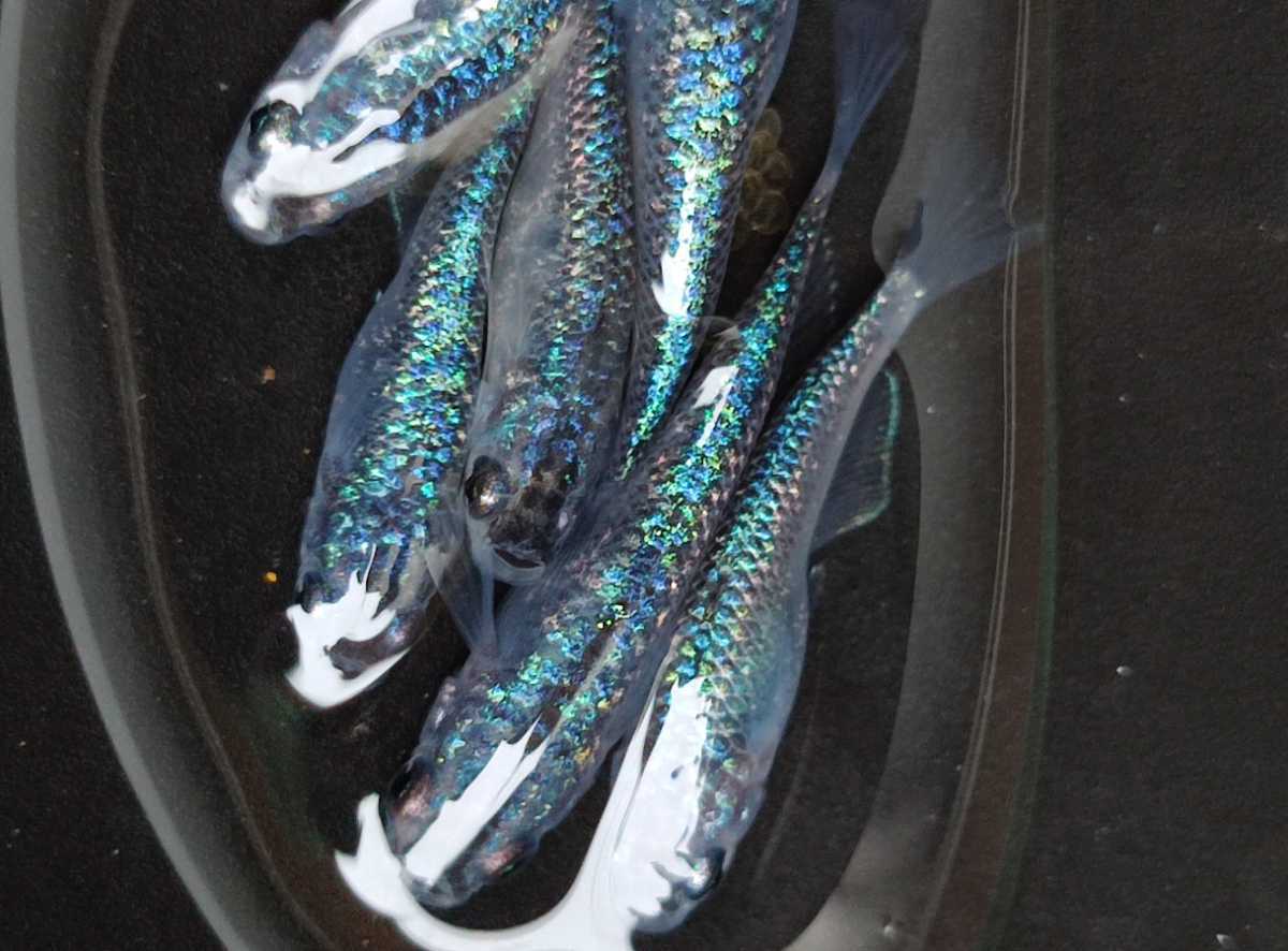 メダカ サファイア 若魚 画像の2ペア(背ビレなし)NO,1