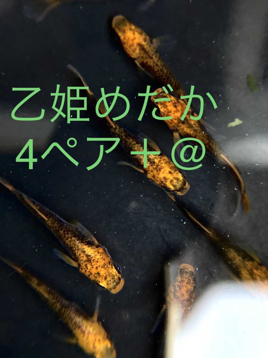 定番人気，安い メダカ現物 乙姫 幼魚 4ペア＋@(水草)｜売買されたオークション情報、yahooの商品情報をアーカイブ公開 - オークファン その他