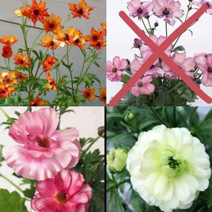 ラナンキュラスラックスの値段と価格推移は 1件の売買情報を集計したラナンキュラスラックスの価格や価値の推移データを公開