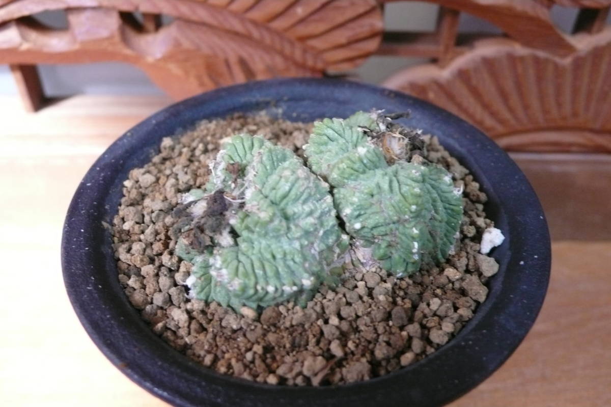 ☆花籠 花かご 自根 サボテン 多肉植物 ☆ 多肉植物 サボテン