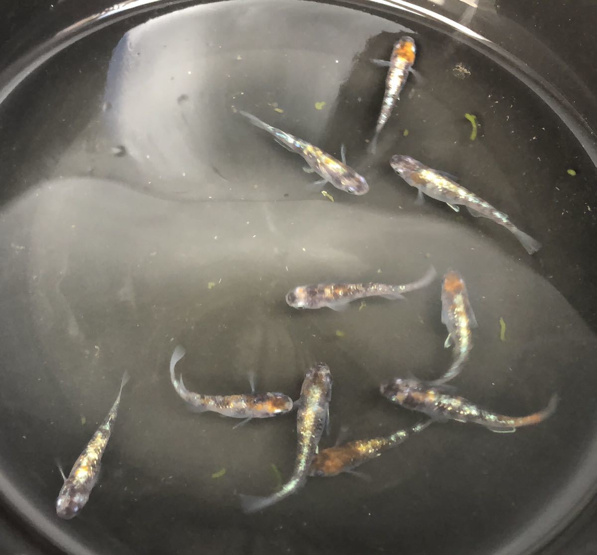 三色ラメ体外光 メダカファーム泉駿河三色ラメ体外光 上物 稚魚8匹＋α 