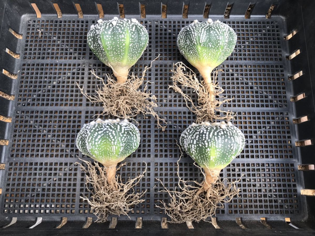 ☆サボテン・多肉植物☆ 観葉植物 兜 実生苗① ミラクル兜 多肉植物 実生