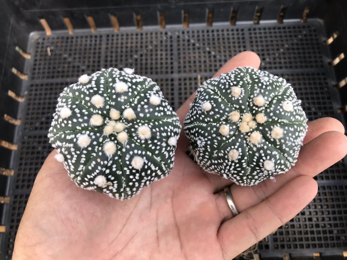 ☆サボテン・多肉植物☆ 観葉植物 兜 実生苗① ミラクル兜 多肉植物 実生