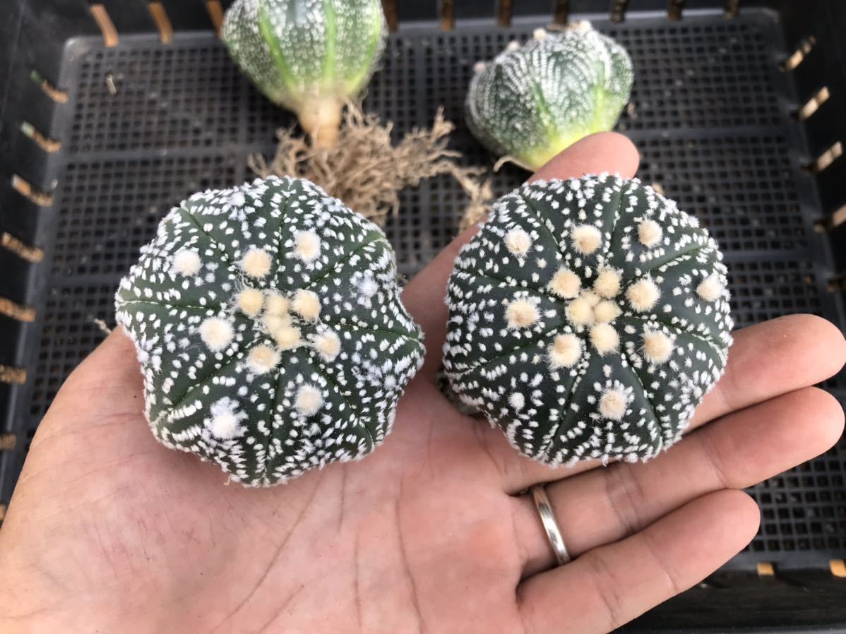 ☆サボテン・多肉植物☆ 観葉植物 兜 実生苗① ミラクル兜 多肉植物 実生