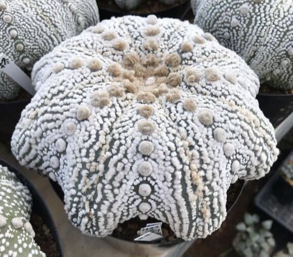 ☆サボテン・多肉植物☆ 観葉植物 兜 実生苗① ミラクル兜 多肉植物 実生