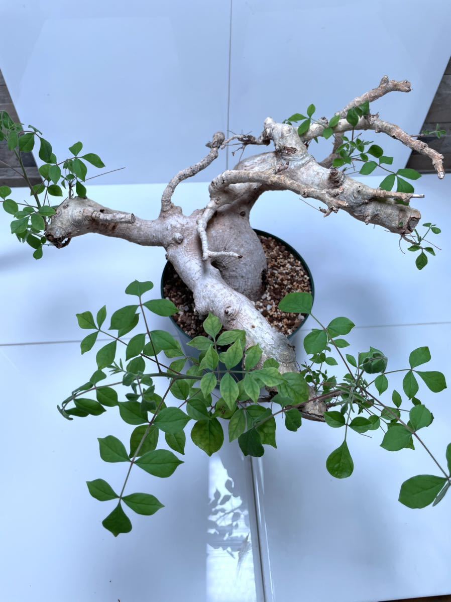 コミフォラ ドレイクブロックマニー 大 Commiphora Drake-Brock mani