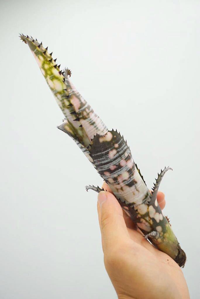 純正ショップ Billbergia vittata 'Domingos Martins' ビルベルギア