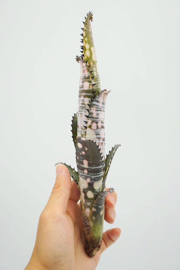 純正ショップ Billbergia vittata 'Domingos Martins' ビルベルギア