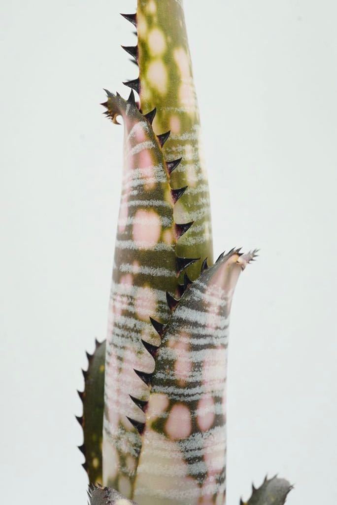 純正ショップ Billbergia vittata 'Domingos Martins' ビルベルギア