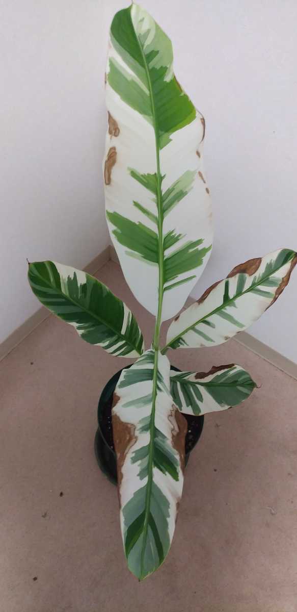 斑入りバナナ】アエアエバナナ Musa AeAe ムサ アエアエ 苗 7寸