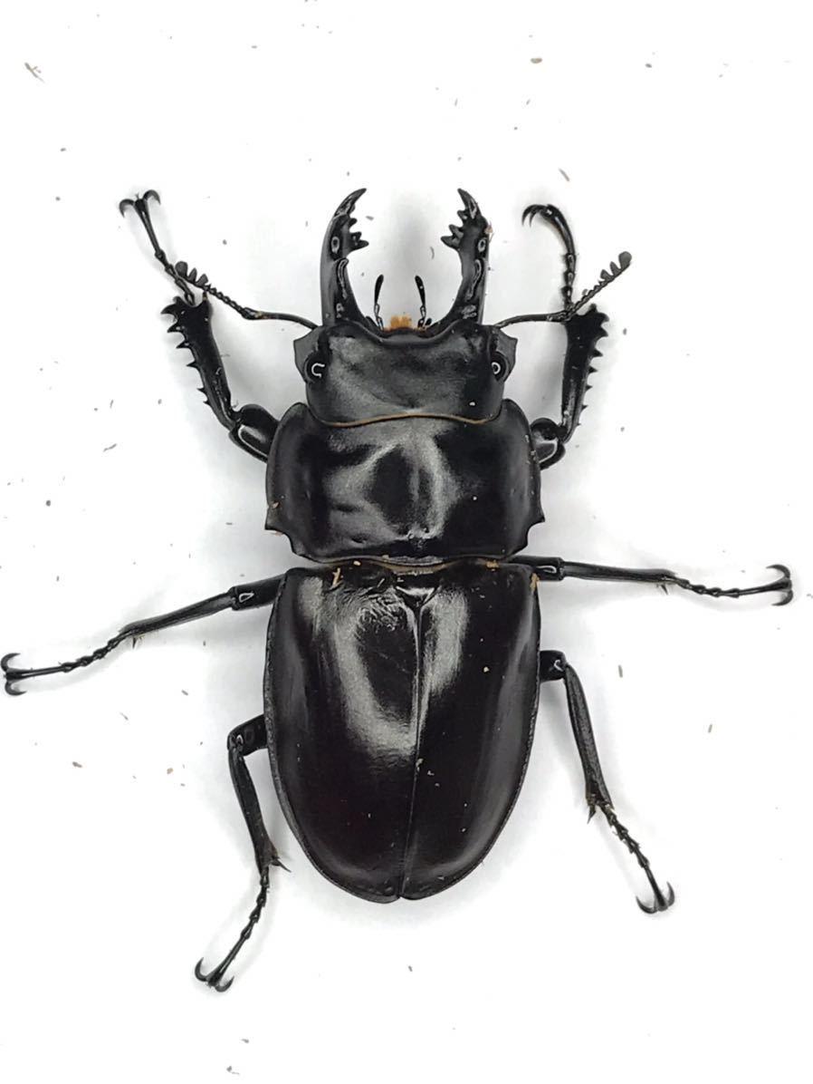 ヤエヤママルバネ 59mm ペア 品質保証，新作 ヤエヤママルバネクワガタ