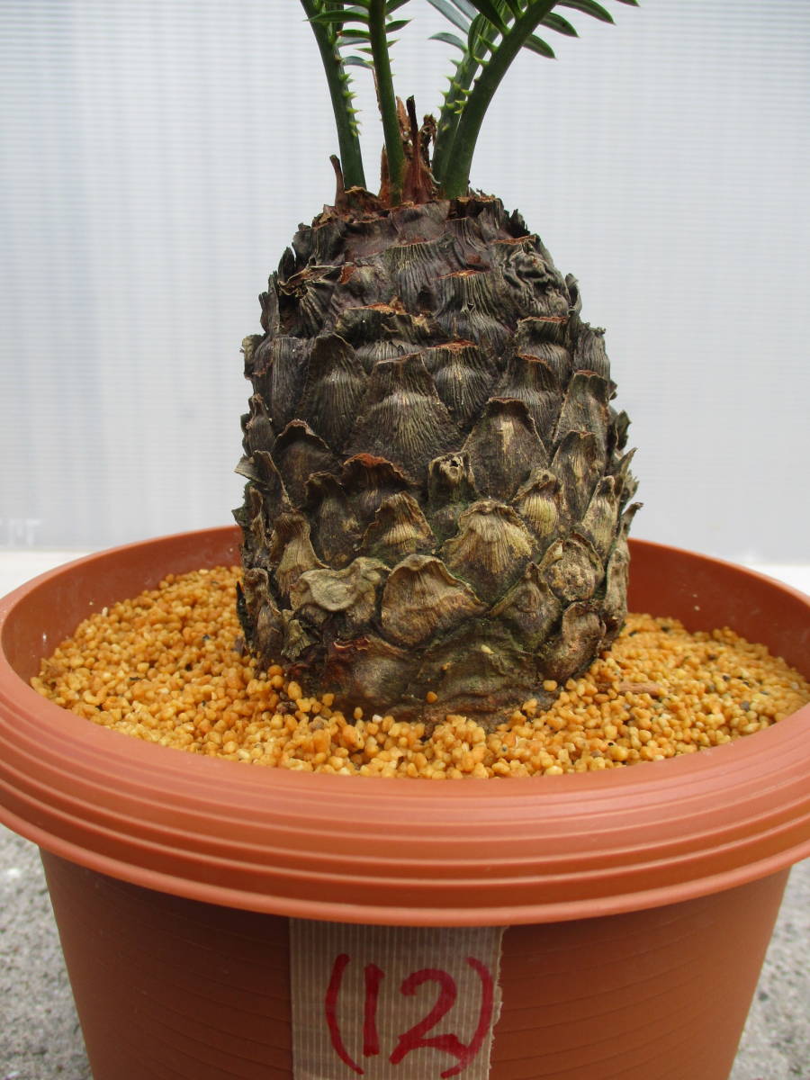 奄美黄金ソテツ⑤ 7号鉢 （金ブチ＆金環ソテツ） 奄美大島産 観葉