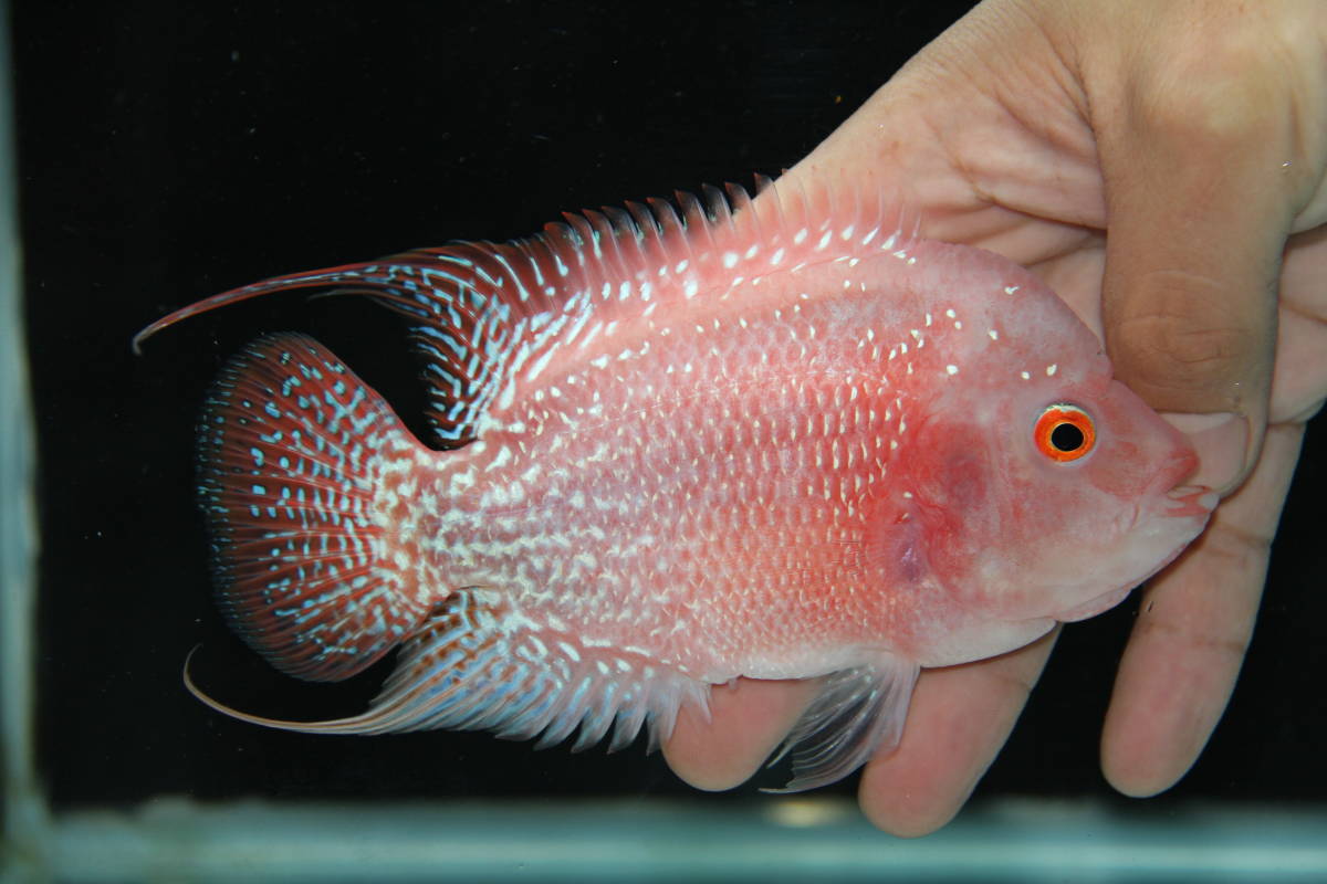 大特価！！トラッシックゴールド１５ｃｍＮＯ２