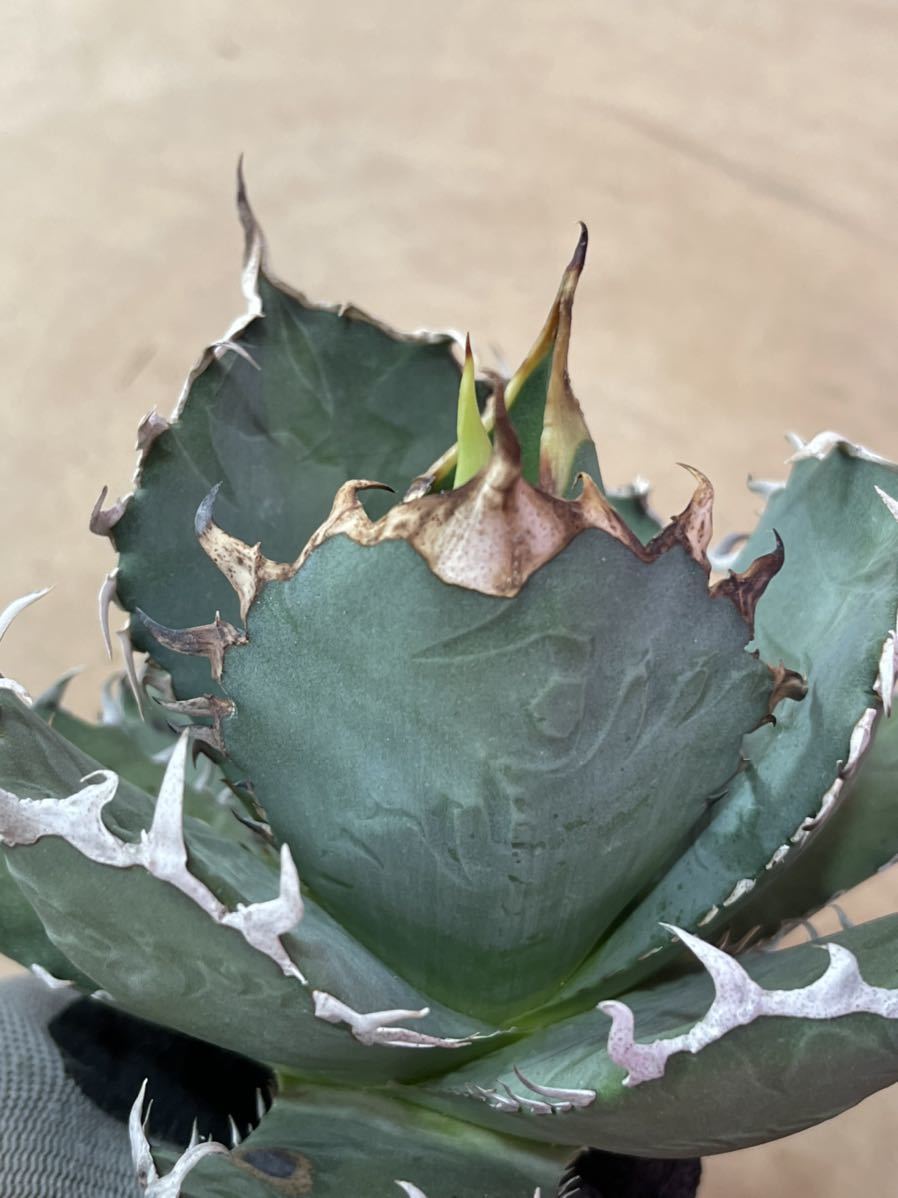 多肉植物アガベ 霸王竜（sp新種）強棘極上株D
