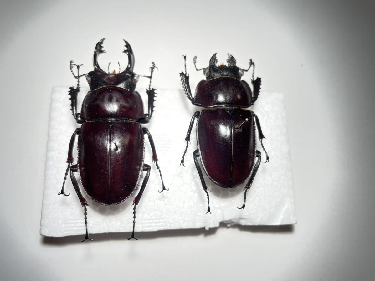 昆虫用品 ヤエヤママルバネクワガタ標本♂5頭セット