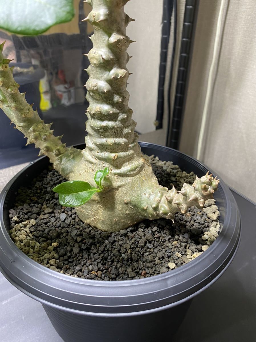 パキポディウム ・ウィンゾリー 実生 鉢付 検）グラキリス パキプス