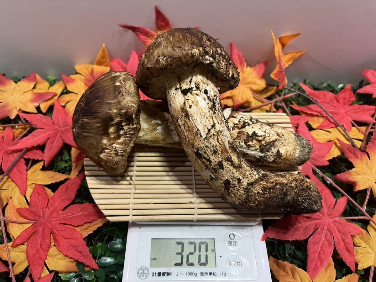 《北海道産松茸》320g 蕾