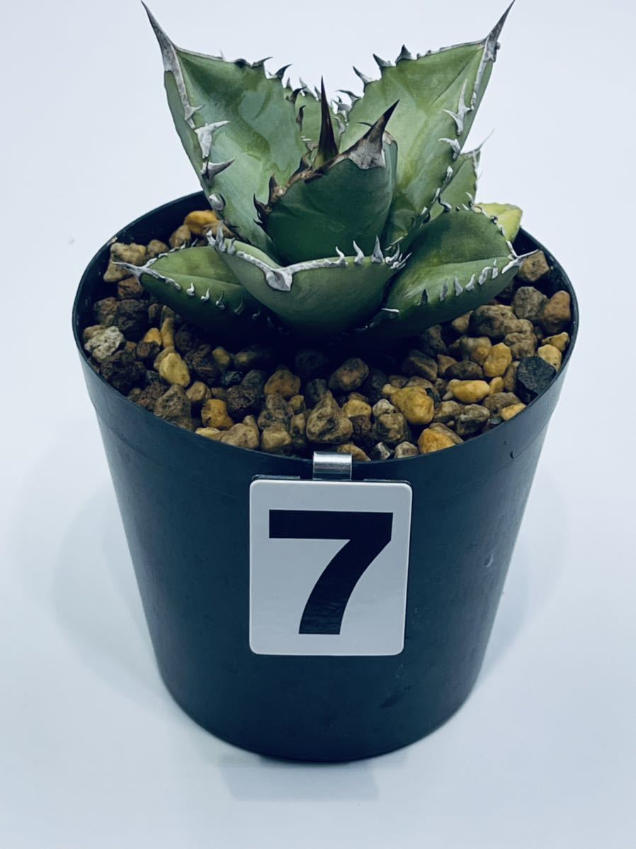 oteroi Agave アガベ アガベオテロイAgave 実生株 オテロイ 実生 K