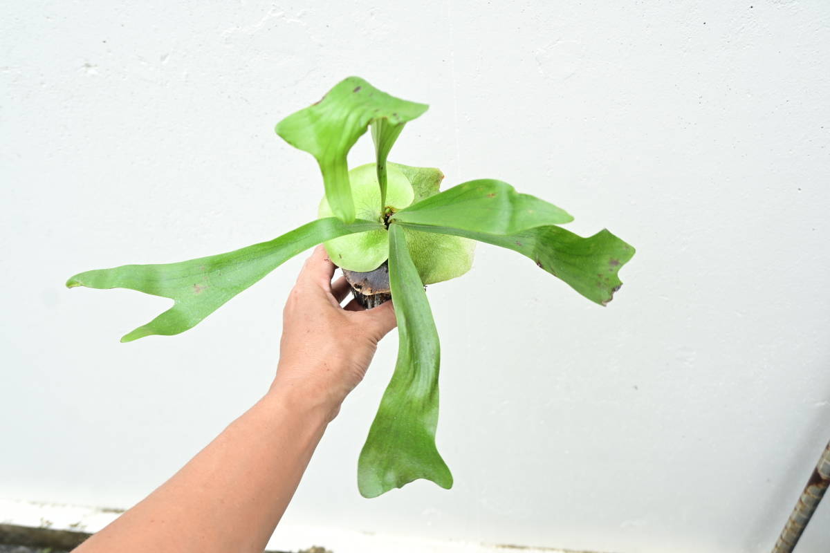 P.Moose (P.hillii × P.alcicorne)② @bikamori.com ビカクシダ