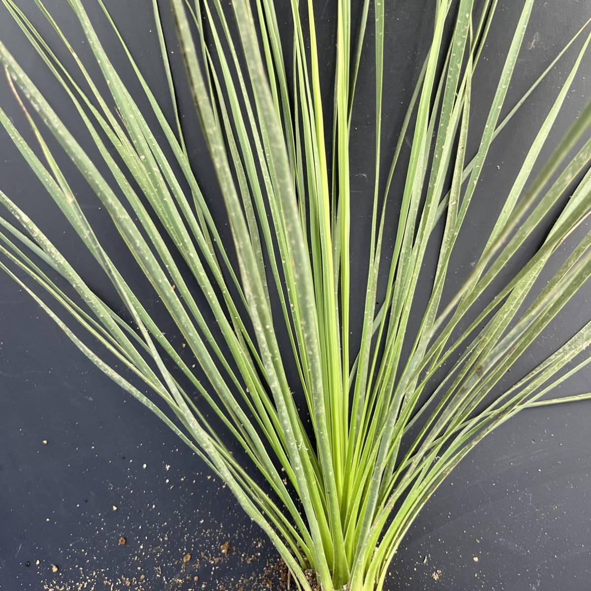 希少な人気種 実生 Yucca Thompsoniana ユッカ トンプソニアーナ