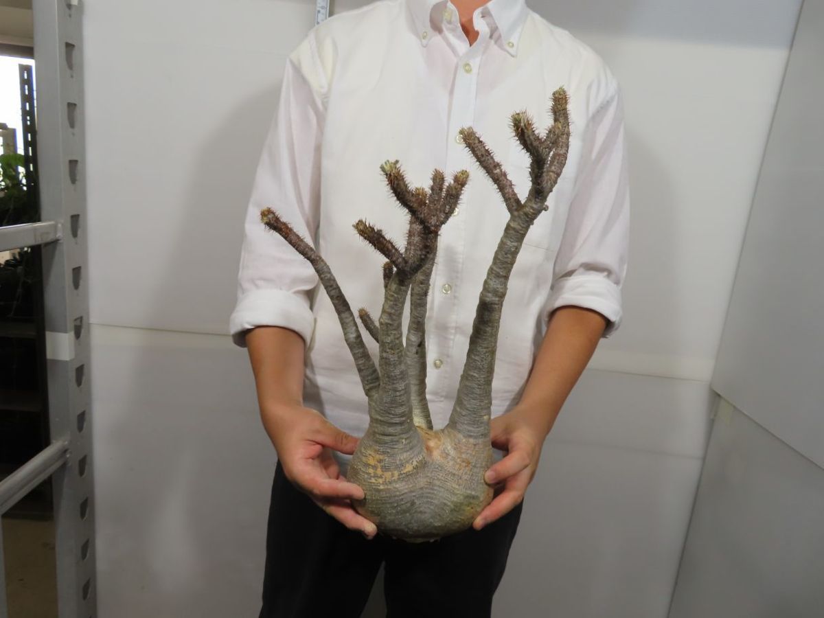 グラキリス パキポディウム | 発根済 BRIDGE 現地株 : 良 大株 GARDEN 